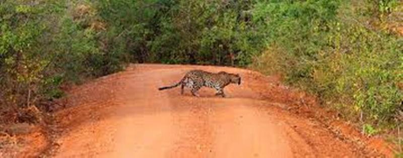 Leopard Trails Campingplatz
