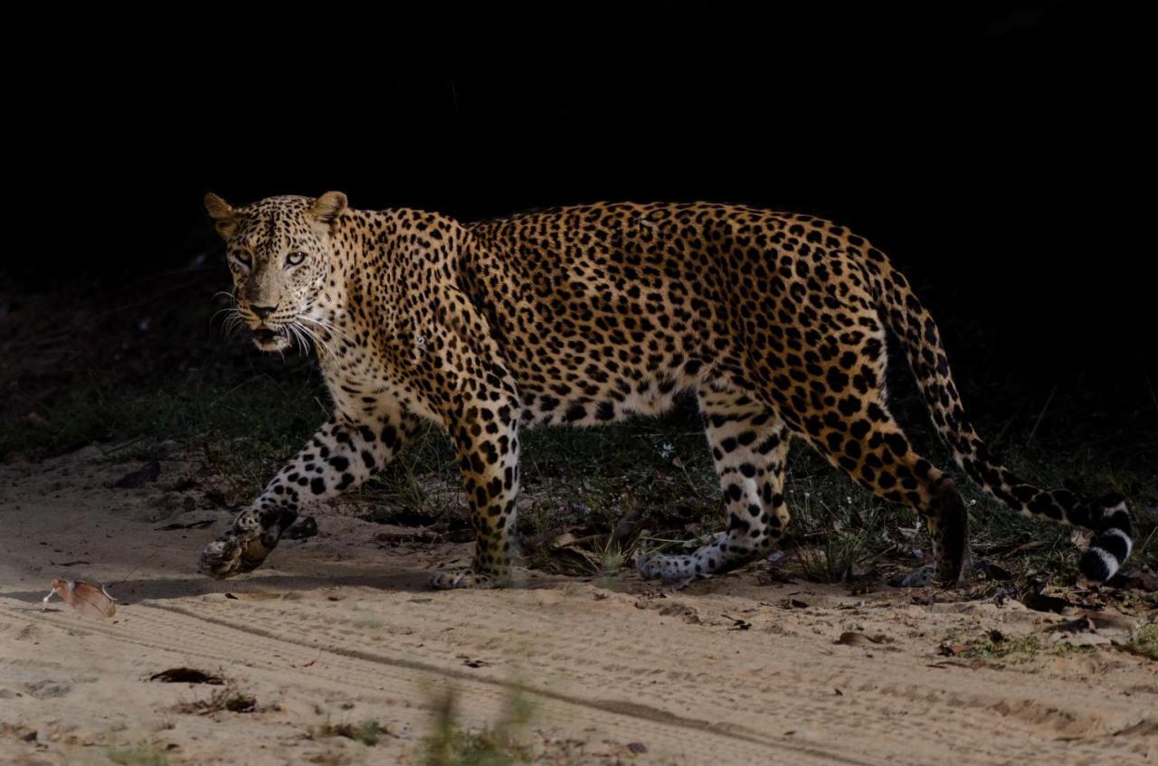 Leopard Trails Campingplatz